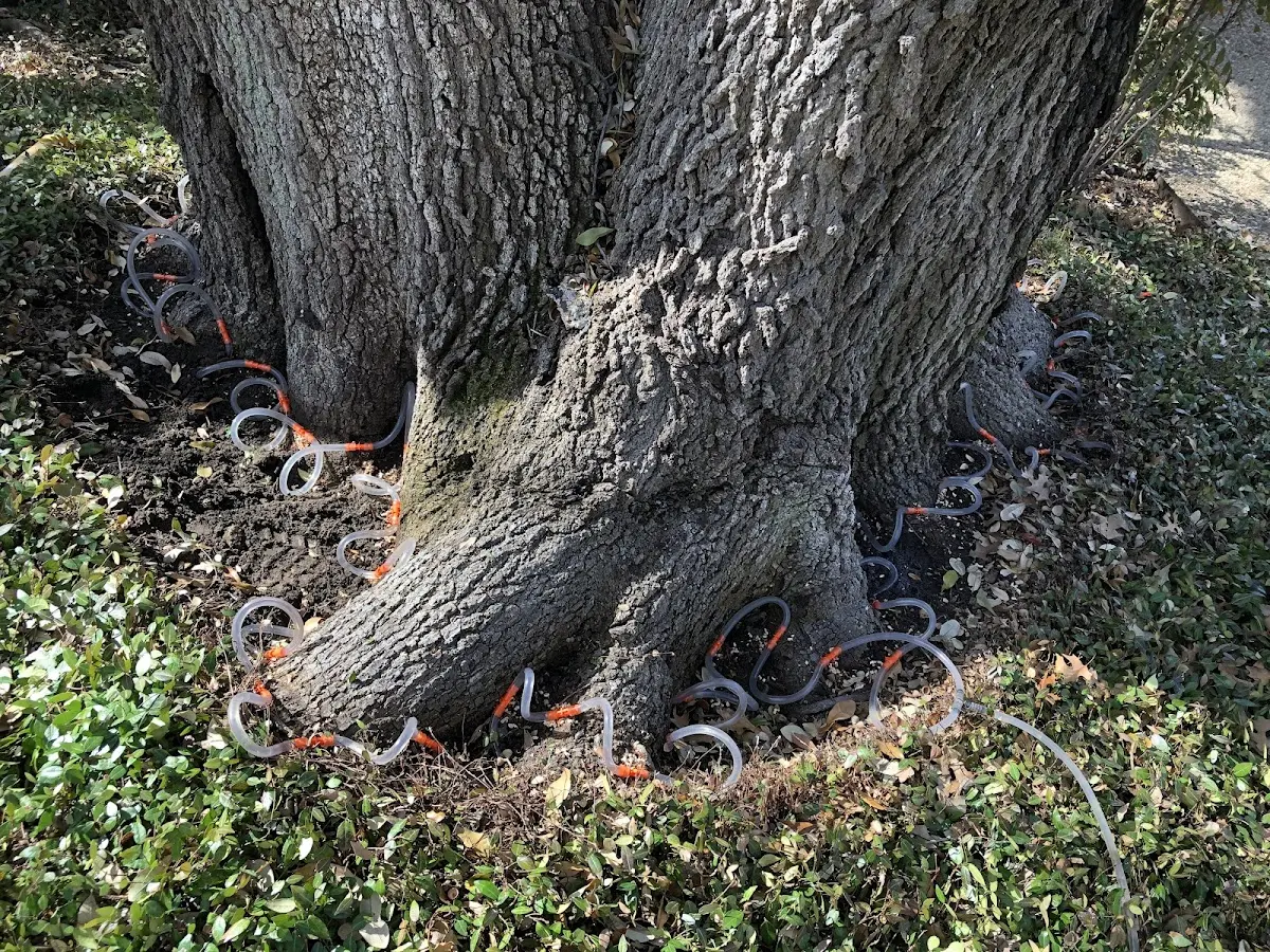 Detailed Tree Cabling and Bracing job site in Tehachapi