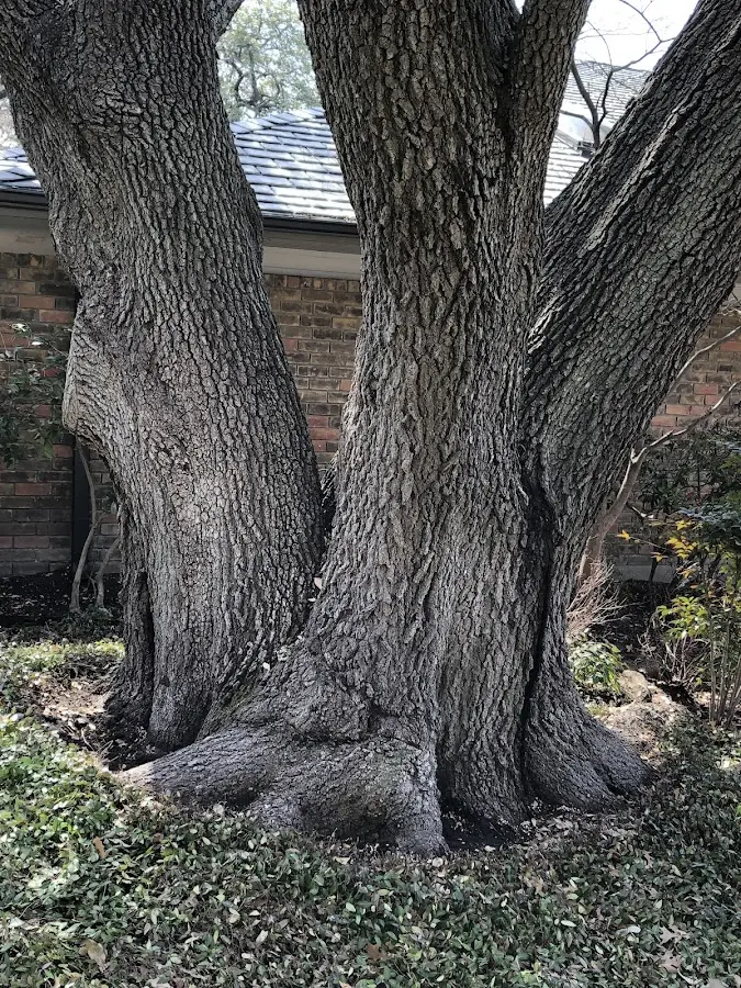 Mature heritage tree close to a Tehachapi property cared for by certified arborists